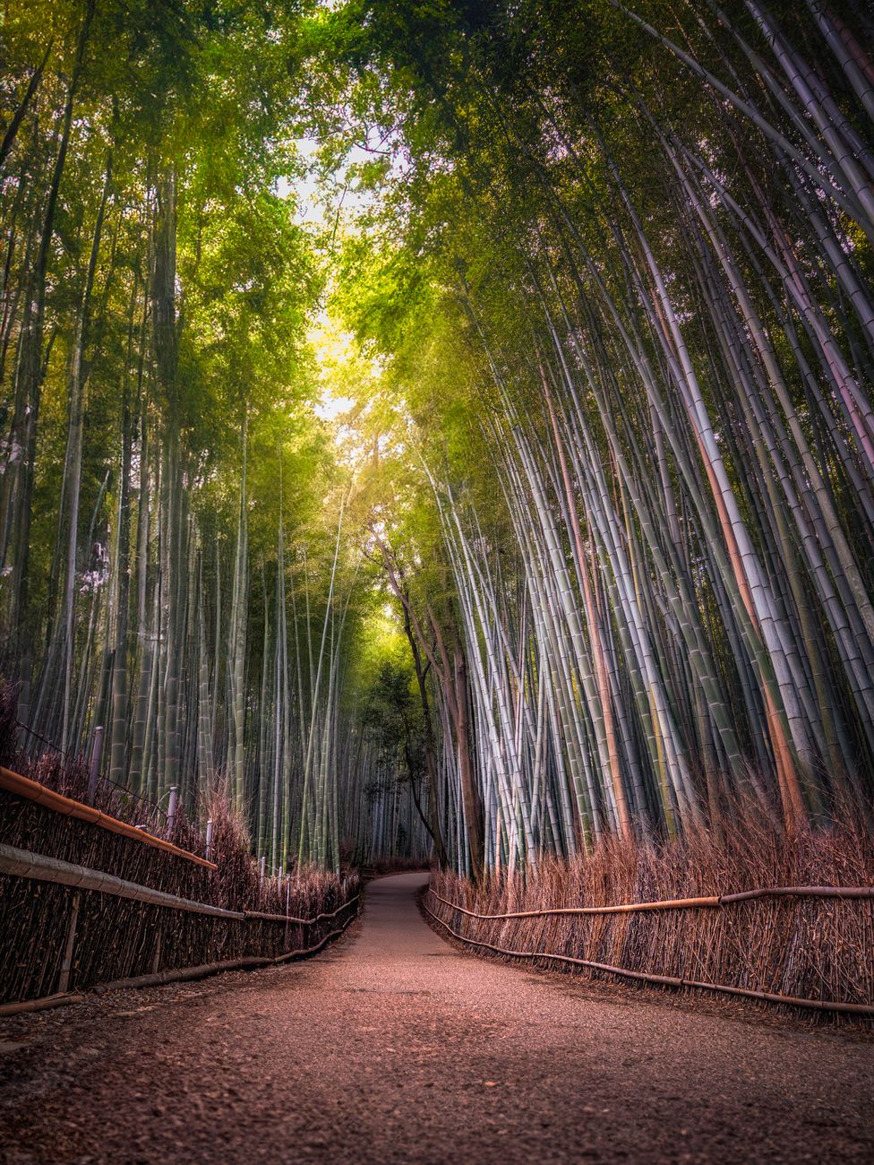 Kyoto bamboo forest pathway